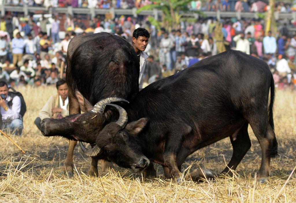 Bihu Sports