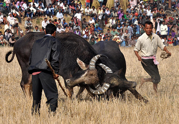 Magh Bihu